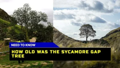 How Old Was The Sycamore Gap Tree? Discover The Age And Legacy